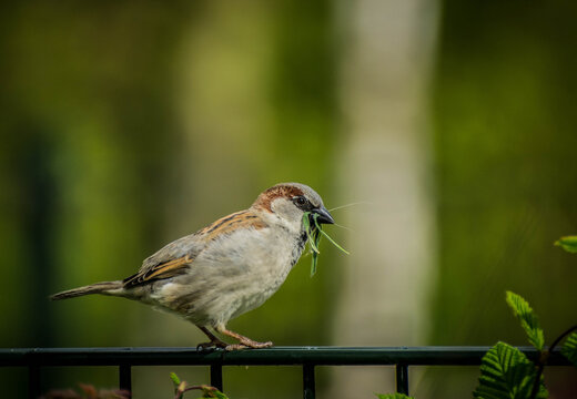 House Sparrow (Passer domesticus) on the fence with some nesting material.