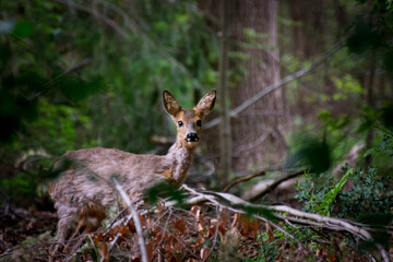 Roe deer (Capreolus capreolus) in the woodlands.