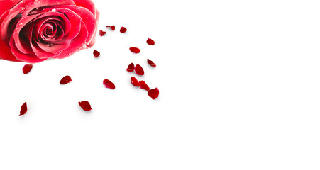 A red rose and scattered petals. Blank postcards for your design