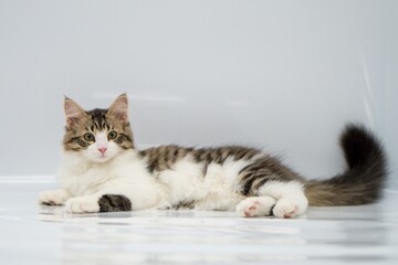 Siberian cat on white backgrounds