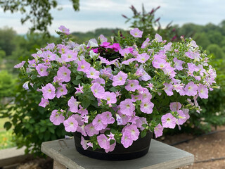 purple petunias in a barrel