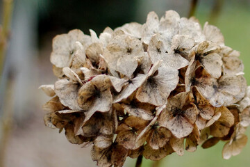 Closeup of withered petals of a hydrangea in a garden in winter
