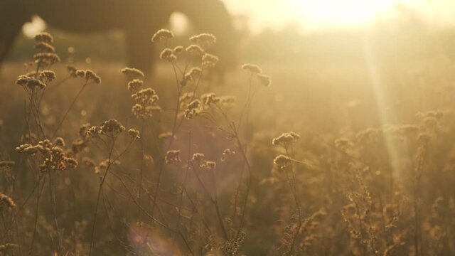 Grass in the meadow in the sunset sun and the silhouette of a horse in the background.