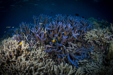 Pristine staghorn coral at scuba diving site in Indonesia