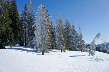 snow-covered spruces on the snowy slope of the Carpathian Mountains in Ukraine