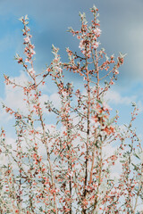 Almonds blossom