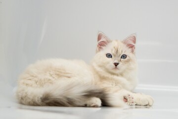 Obraz premium Neva Masquerade on white backgrounds