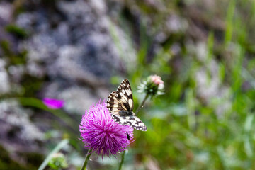 butterfly on flower