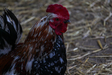 Cock against the morning sky