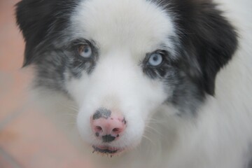Portrait of a border collie dog with blue eyes