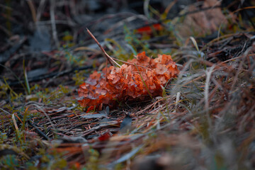autumn leaves in the forest