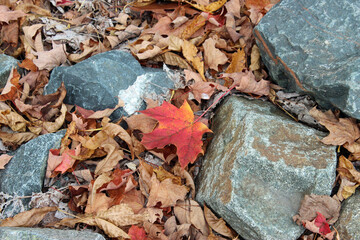 Colorful Leaves of Autumn Forest