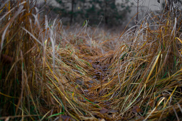 grass in the wind