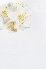 fragrant jasmine flower and white background, vertical