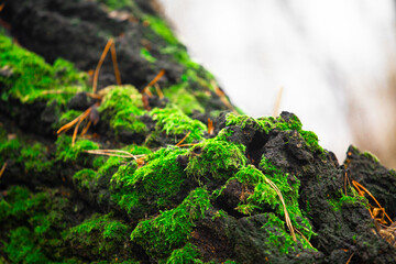 moss on tree