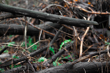 ants in the forest