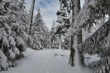 Verschneiter Tannenwald in den Vogesen nahe Welschbruch