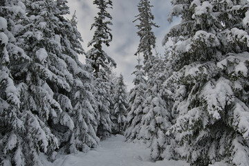 Verschneiter Tannenwald in den Vogesen nahe Welschbruch