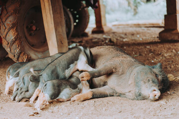 Fototapeta premium Piglets