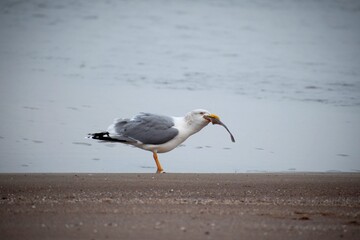 seagull on the beach