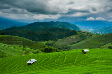 Obraz premium landscape with cows