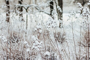 winter forest in the fresh morning