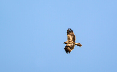 Booted eagle (Aquila pennata), Greece