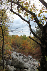 All the Colors of Fall