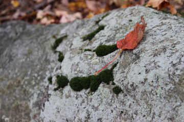 Red Leaves and Gray Rocks