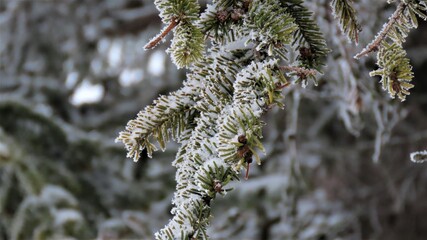 kalt, Winter Eis, Frost, Nadelbaum, Weihnachten, Jahreswechsel, Baum, außen, Schnee, Temperaturen,...