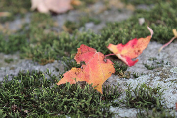 Red Leaves and Gray Rocks