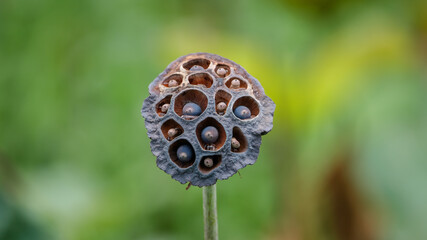 lotus seed pods of varying degrees of maturity