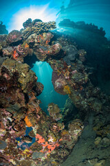 Stunning large hard corals on coral reef in Papua New Guinea