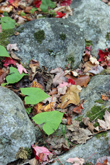 Red Leaves and Gray Rocks