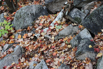 Red Leaves and Gray Rocks