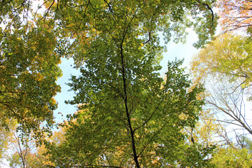 Obraz premium Green Leaves in Autumn Forest