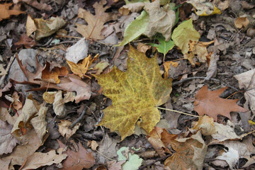 All the Colors of Fall