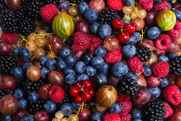 Gooseberries, blueberries, mulberry, raspberries, white and red currants.