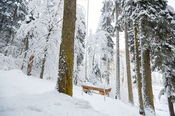 A long swing on snow forest mountain view. Swinging between tall pines.