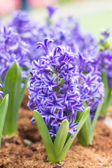 Obraz premium Blue hyacinths bloom beautifully in the garden.