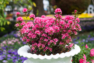 Pink azalea in full bloom in a white pot.