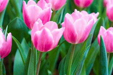 beautiful pink tulips blooming in the winter.