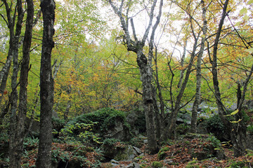 Green Leaves in Autumn Forest