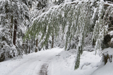 Winterwald bei Labaroche in den Vogesen