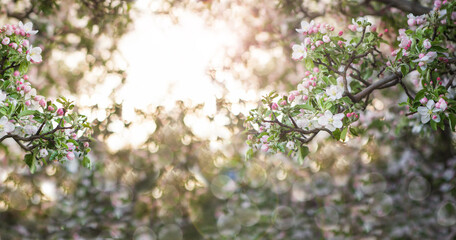 Abstract spring background of blossoming tree. Spring flowers defocus. Copy space.