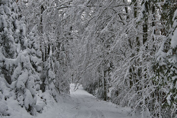 Winterwald bei Labaroche in den Vogesen