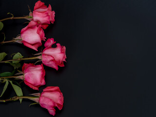 Scarlet roses on black background with copy space