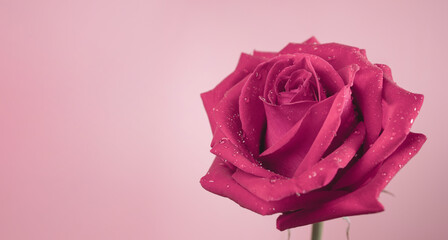 Pink Fresh Rose with Droplet on Petal. Flower Symbol of  Love and Valentines Day. CLoseup shot in Studio