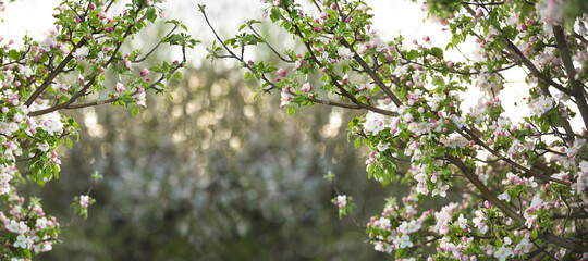 Abstract spring background of blossoming tree. Spring flowers defocus. Copy space.