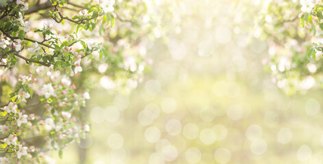 Abstract spring background of blossoming tree. Spring flowers defocus. Copy space.